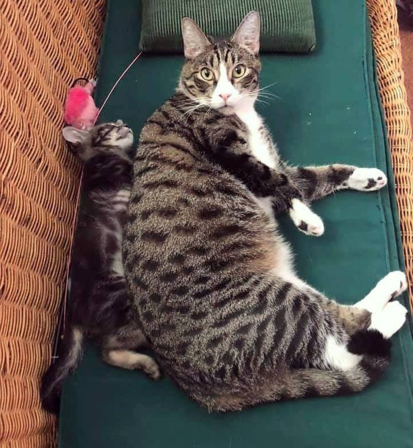 Adopt a Pet | Petrie